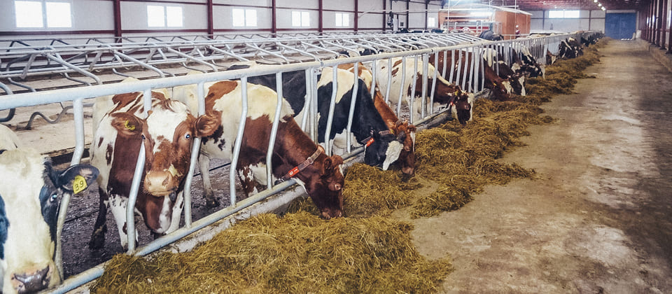 Промышленные полы для фермы - забота о животных и производительности 3
